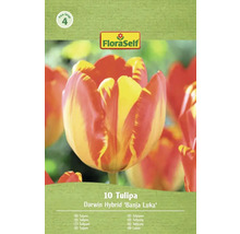Packung mit 10 Darwin Hybrid Tulpen der Sorte Banja Luka