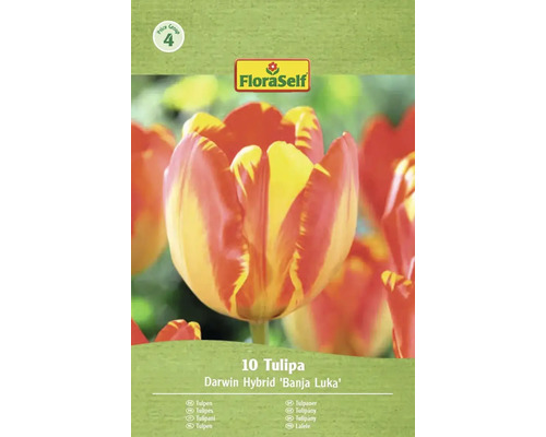 Packung mit 10 Darwin Hybrid Tulpen der Sorte Banja Luka