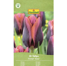 Verpackung mit 10 Triumph Tulpen 'Slawa' von FloraSelf