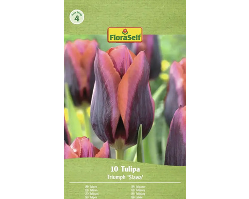 Verpackung mit 10 Triumph Tulpen 'Slawa' von FloraSelf