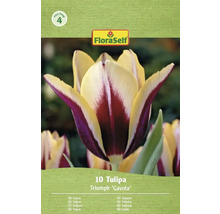 Verpackung mit 10 Triumph Tulpen Gavota