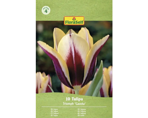 Verpackung mit 10 Triumph Tulpen Gavota