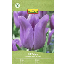 FloraSelf Tulpen Triumph 'Blue Beauty', 10 Stück