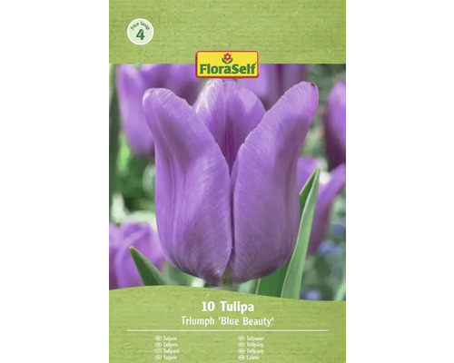 FloraSelf Tulpen Triumph 'Blue Beauty', 10 Stück