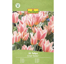 FloraSelf Tulpen Greigii Quebec, 10 Stück