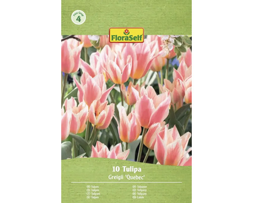 FloraSelf Tulpen Greigii Quebec, 10 Stück