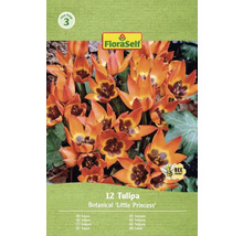 Verpackung mit 12 botanischen 'Little Princess' Tulpen von FloraSelf