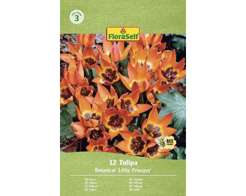 Verpackung mit 12 botanischen 'Little Princess' Tulpen von FloraSelf