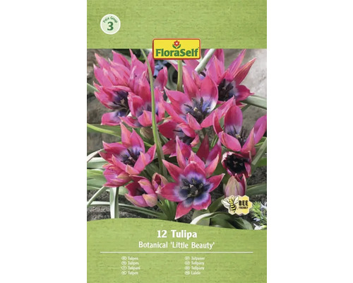12er Pack Botanische Tulpe Little Beauty