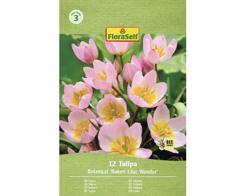 Packung Tulpen der Sorte Bakeri Lilac Wonder