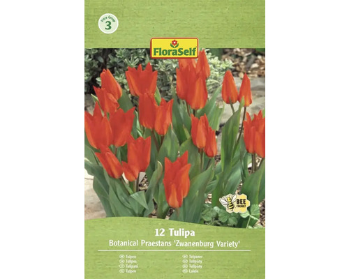 Packung Tulpen der Sorte Botanical Praestans Zwanenburg mit dem Symbol bienenfreundlich