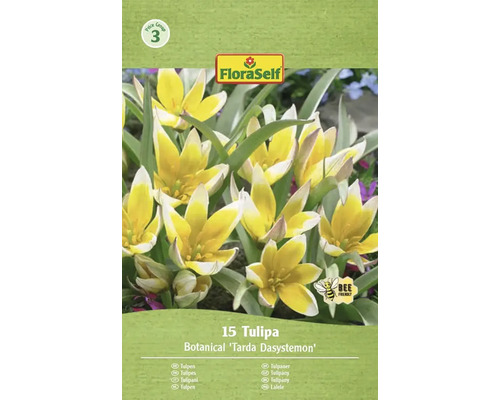 Verpackung mit 15 Tulpen Botanical Tarda Dasystemon der Marke FloraSelf