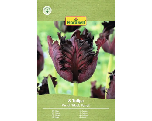 Verpackung mit acht Tulpen der Sorte Parrot Black Parrot