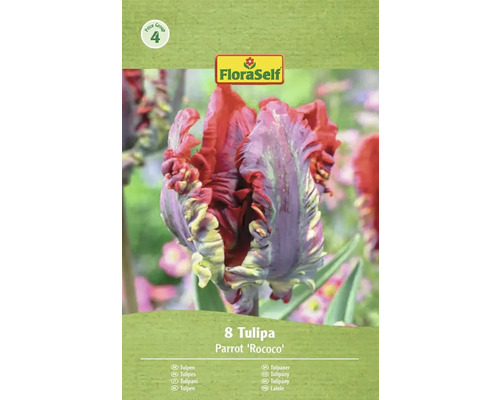 FloraSelf Parrot Rococo Tulpenpackung mit acht Blumenzwiebeln