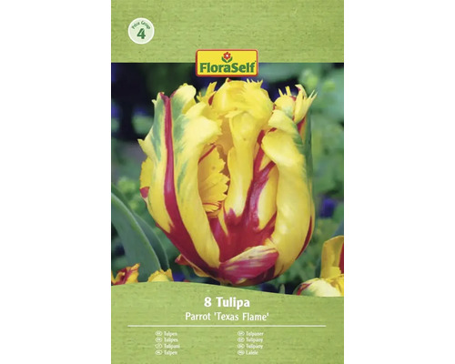 Verpackung mit 8 Tulipa Parrot 'Texas Flame' Blumenzwiebeln von FloraSelf