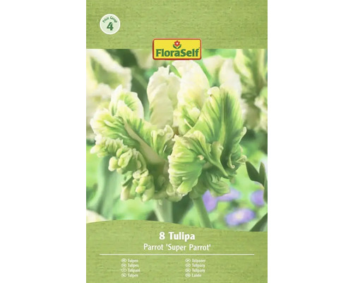 Blumenzwiebel Tulpe FloraSelf 'Super Parrot' 8 Stück Verpackung mit 8 Tulpen der Sorte Parrot Super Parrot
