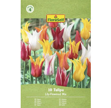 FloraSelf Tulpen Lilienblütige Mischung Packung