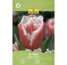 Verpackung mit 10 Crispa Canasta Tulpen