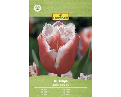 Verpackung mit 10 Crispa Canasta Tulpen