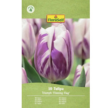 FloraSelf Tulpe Triumph 'Flaming Flag', 10 Stück