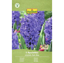Verpackung mit 5 Hyazinthen orientalis Dark Blue der Marke FloraSelf