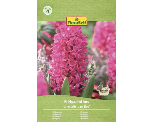 Verpackung mit fünf Hyazinthen der Sorte 'Jan Bos' von FloraSelf