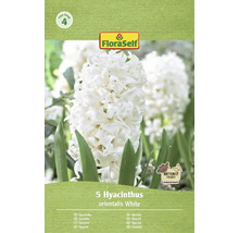 Verpackung mit 5 weißen Hyazinthen der Sorte orientalis von FloraSelf