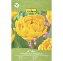 Verpackung mit 8 Tulpen der Sorte Double Late 'Yellow Pomponette'