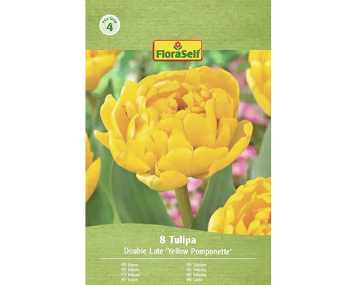 Verpackung mit 8 Tulpen der Sorte Double Late 'Yellow Pomponette'