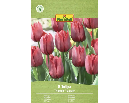 Verpackung mit Triumph Tulpen der Sorte 'Pallada', enthält 8 Stück