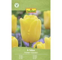 FloraSelf Tulpen Triumph Caractère, 8 Stück
