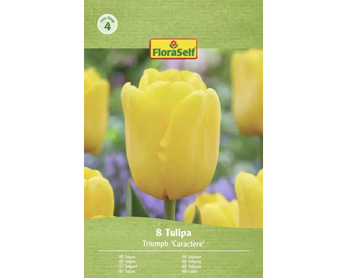 FloraSelf Tulpen Triumph Caractère, 8 Stück