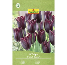 Verpackung mit 8 Triumph Tulpen Havran