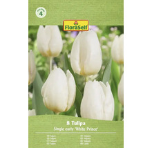 Verpackung mit 8 Stück einfache frühe Tulpen der Sorte White Prince