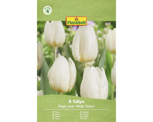 Verpackung mit 8 Stück einfache frühe Tulpen der Sorte White Prince