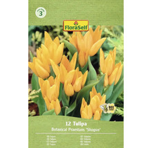 Packung mit 12 Botanical Praestans 'Shogun' Tulpen