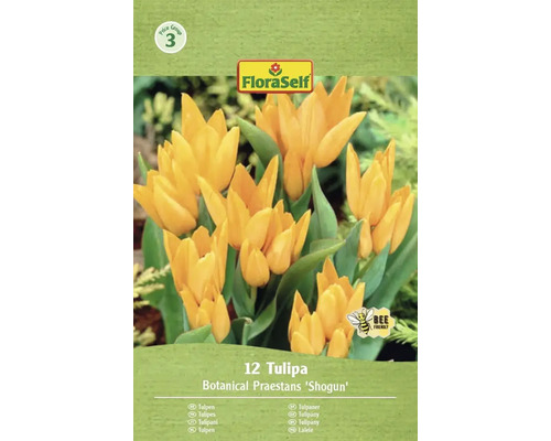 Packung mit 12 Botanical Praestans 'Shogun' Tulpen
