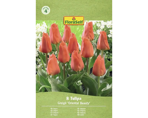 FloraSelf Tulpen Greigii 'Oriental Beauty', Packung mit 8 Stück