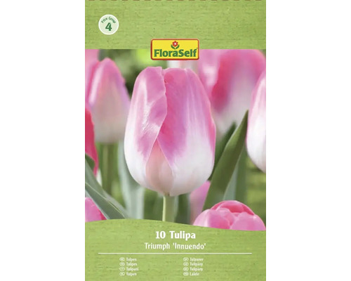 Packung Triumph Tulpen Blumenzwiebeln