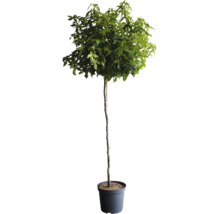 Baum im Topf mit grünen Blättern