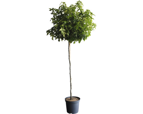 Baum im Topf mit grünen Blättern