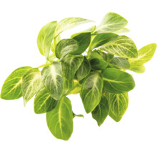 Pflanze mit grünen Blättern