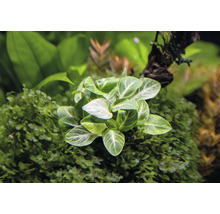 Aquarienpflanze mit grünen Blättern und weißer Maserung