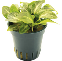 Anubias Zimmerpflanze im Topf