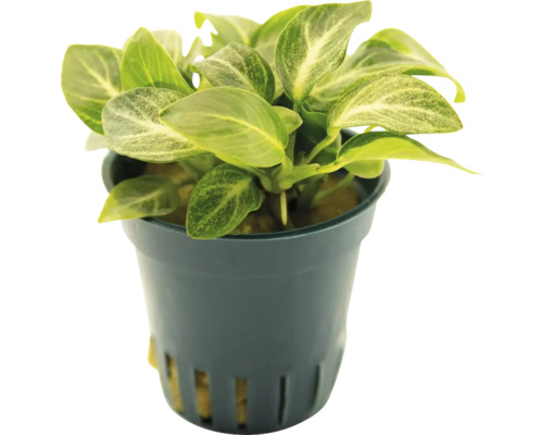 Anubias Zimmerpflanze im Topf