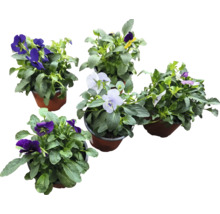 Verschiedene Veilchen in Töpfen