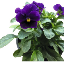 Veilchenblume im Topf