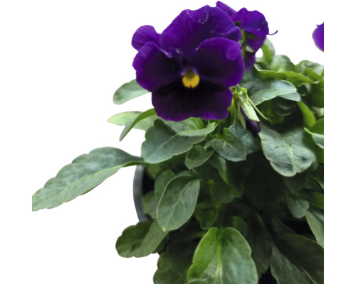 Violette Stiefmütterchen Pflanze im Topf