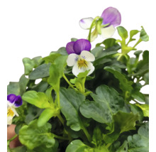 Stiefmütterchen mit grünen Blättern