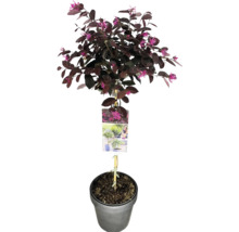 Loropetalum chinense 'Fire Dance' im Topf